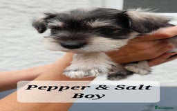 Miniature Schnauzer dogs for sale: Gorgeous sweet Schnauzer Puppies - Image 4