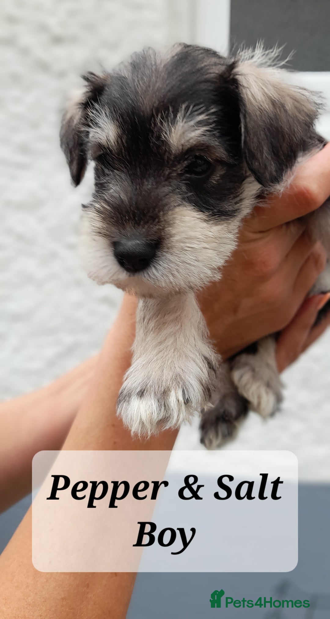 Miniature Schnauzer dogs for sale: Gorgeous sweet Schnauzer Puppies - Image 4