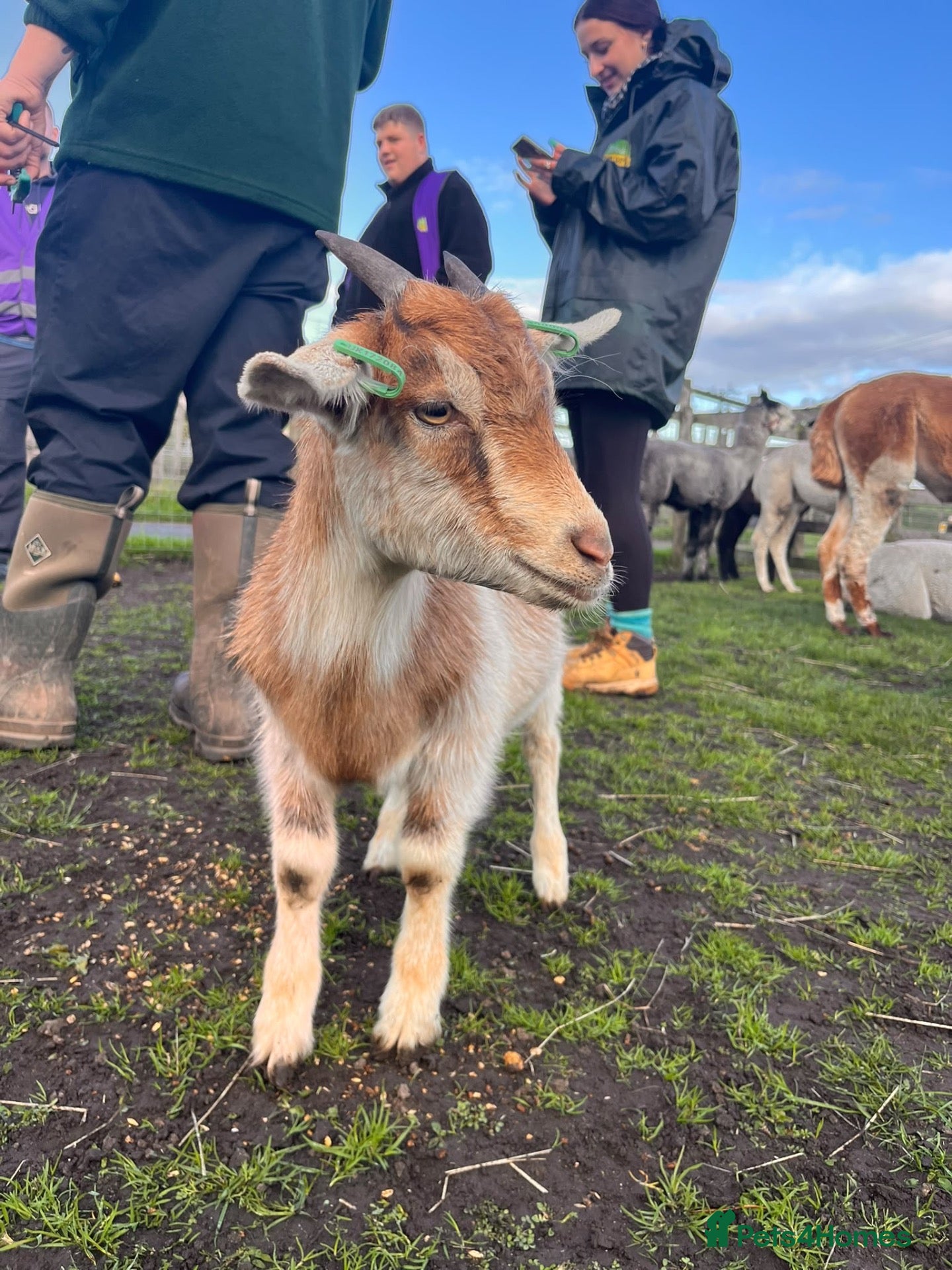 Pig livestock for sale: Baby goats looking for a new home  - Advert 1