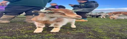 Pig livestock for sale: Baby goats looking for a new home  in Matlock - Advert 1