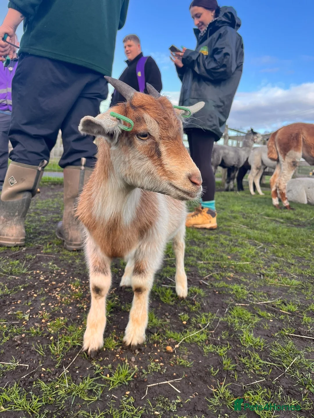 Pig livestock for sale: Baby goats looking for a new home  in Matlock - Advert 1