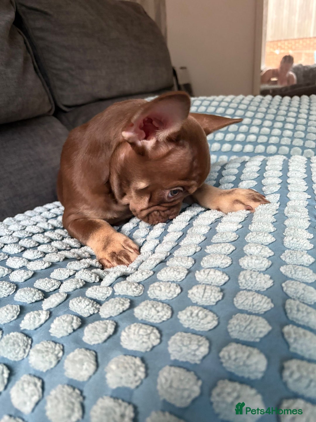French Bulldog dogs for sale: Chocolate and tan boy - Image 5