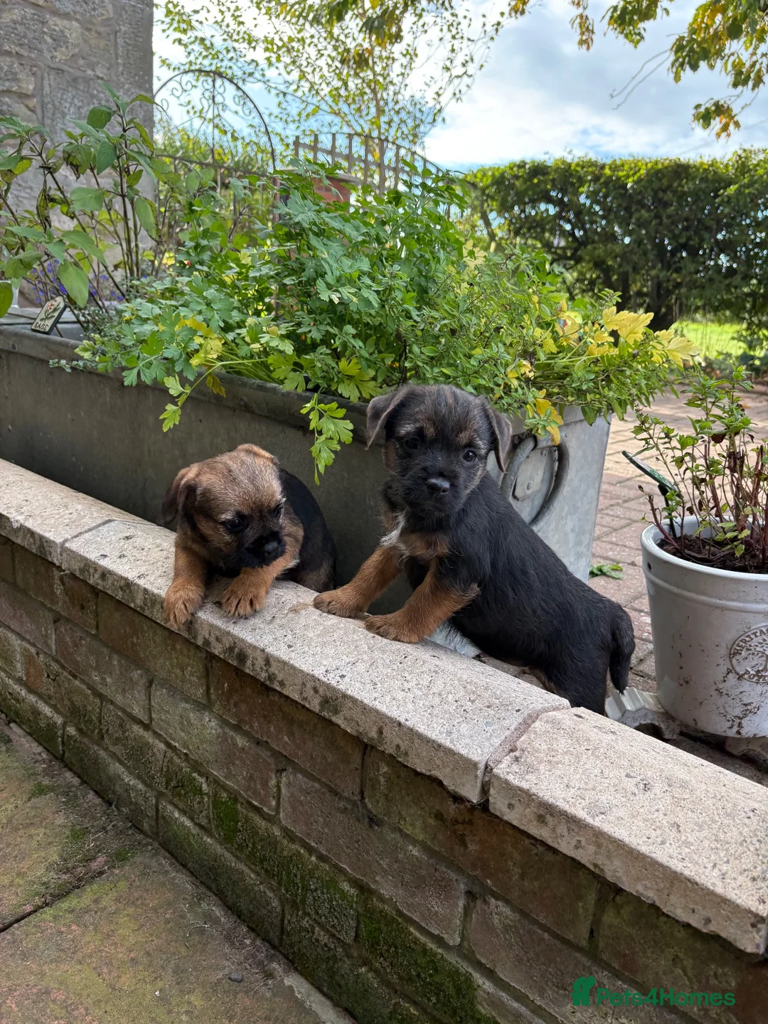 Border Terrier dogs for sale: Border terriers - Advert 1