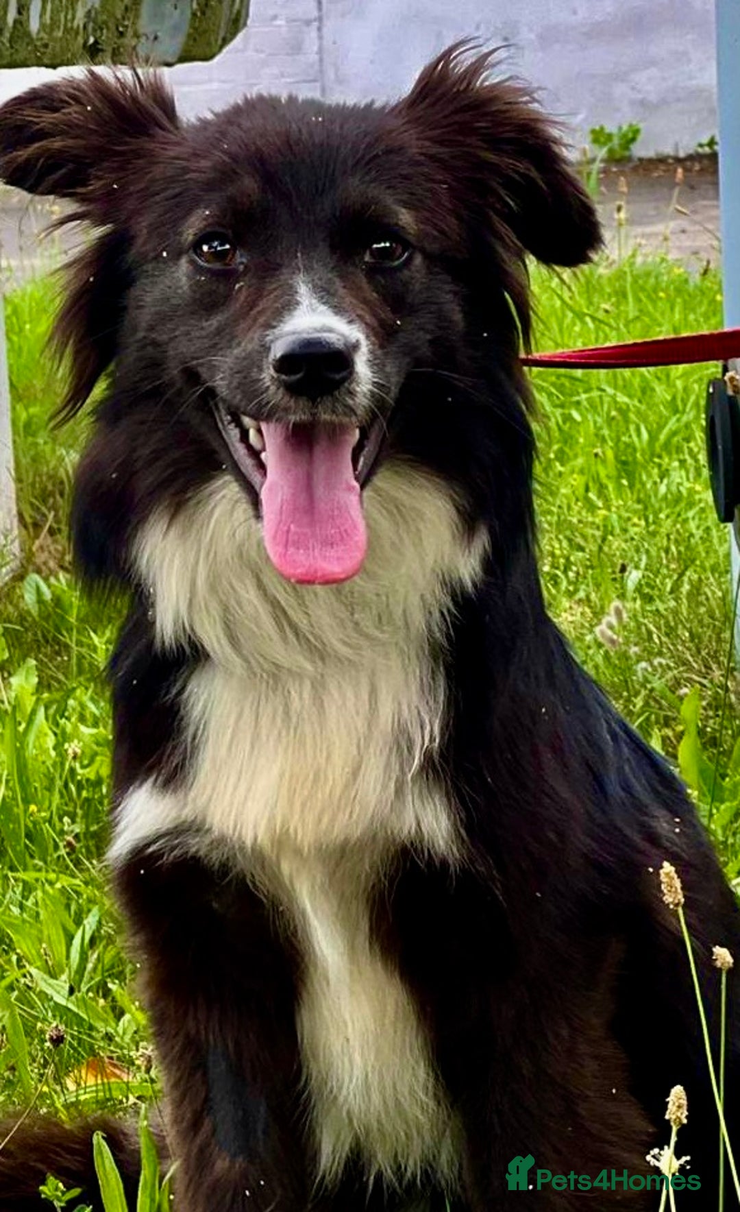 Border Collie dogs for adoption: Nika’s Story: Saved from the Brink of Death - Image 5