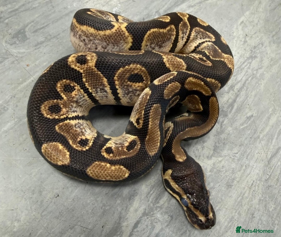 Python Snake reptiles for sale: Royal pythons  - Advert 8