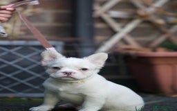 French Bulldog dogs for sale: Fluffy French bulldogs pending pink & testable  - Image 5