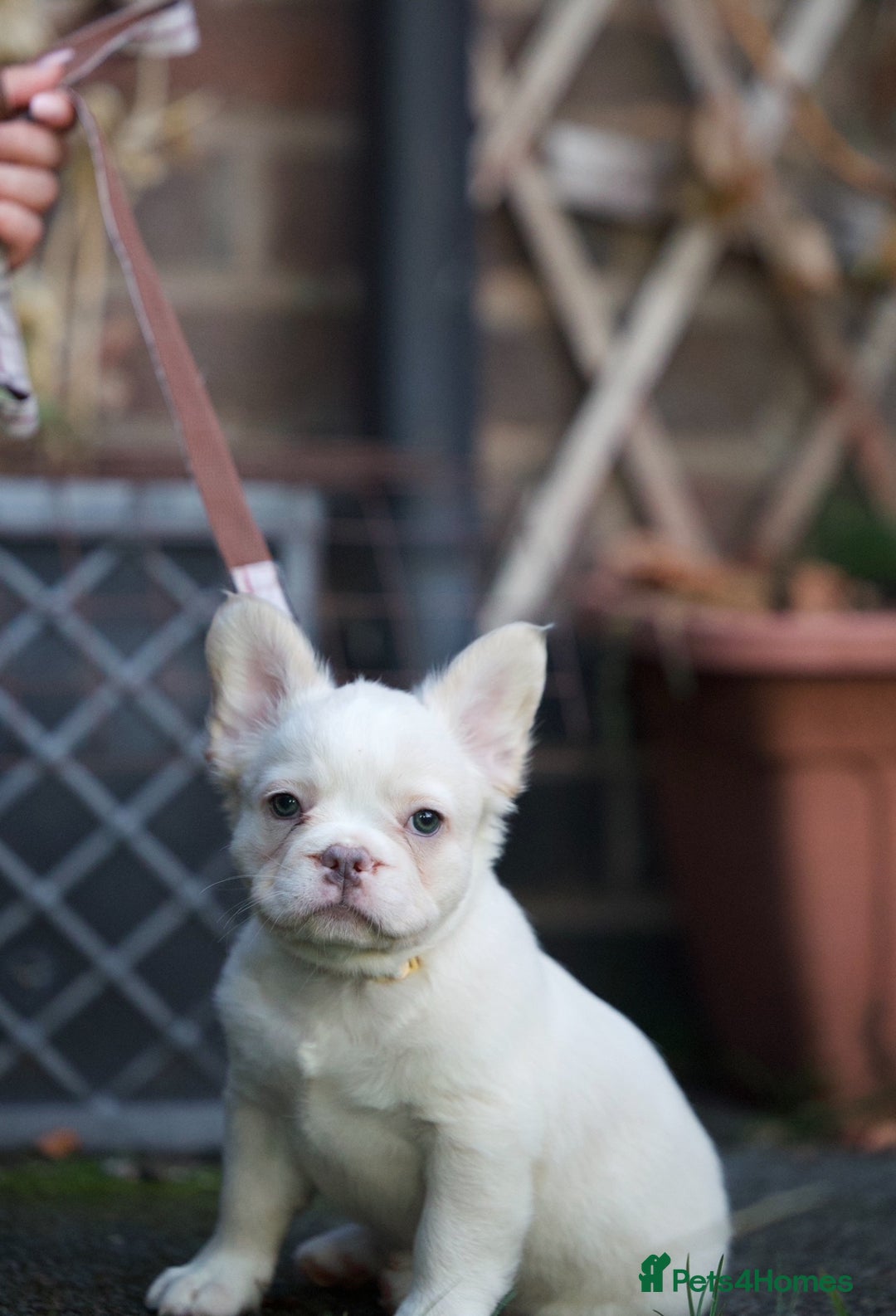 French Bulldog dogs for sale: Fluffy French bulldogs pending pink & testable  - Image 5