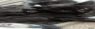 Mixed Breed 2