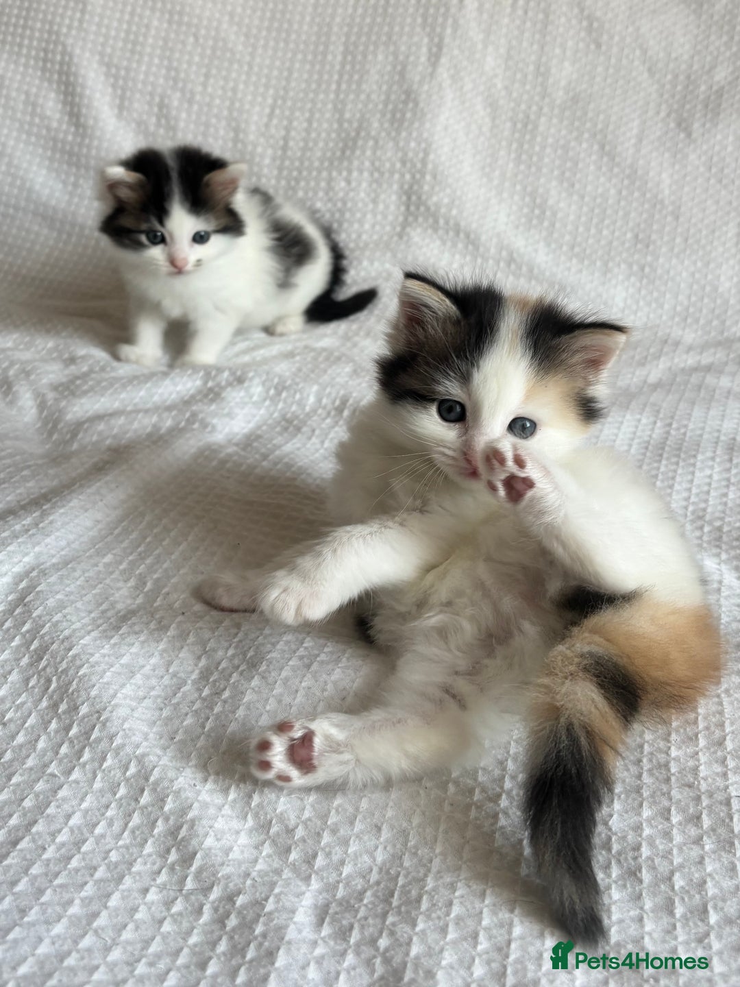Ragdoll cats for sale: Ragdoll Mix Long-Haired Fluffy Kittens! - Image 3