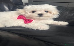 Maltese dogs for sale: 🥰 Gorgeous puppies 🥰🥰 - Image 12