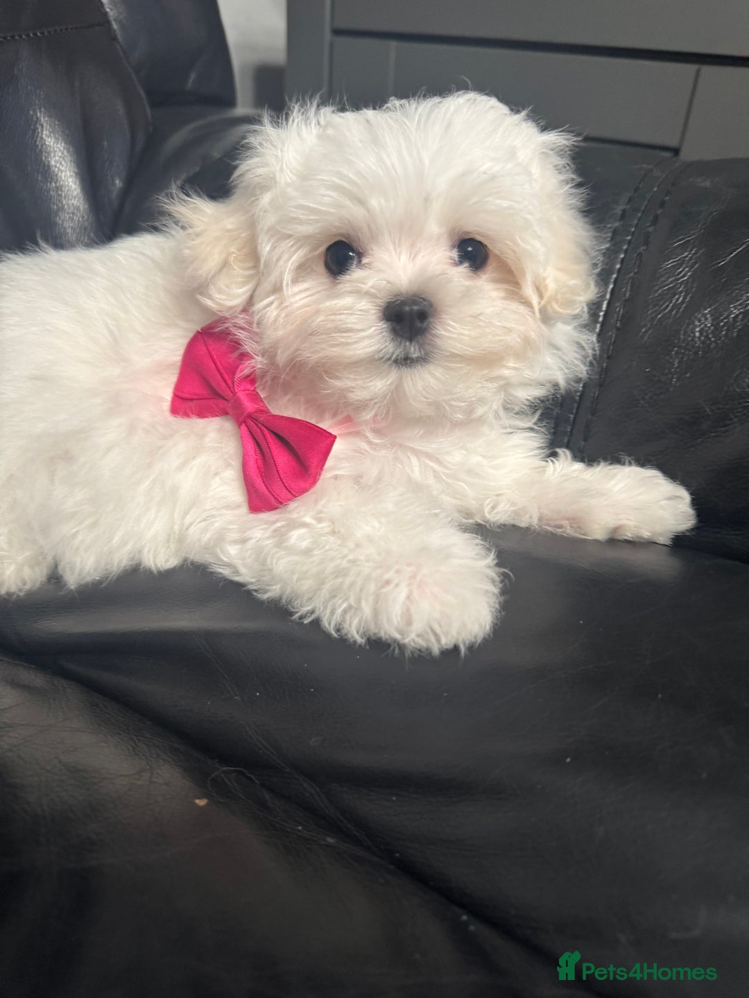 Maltese dogs for sale: 🥰 Gorgeous puppies 🥰🥰 - Image 12