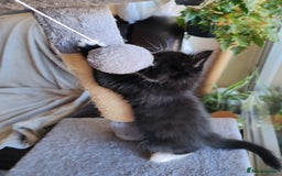 British Longhair cats for sale: British Longhair mix Kittens  - Image 18