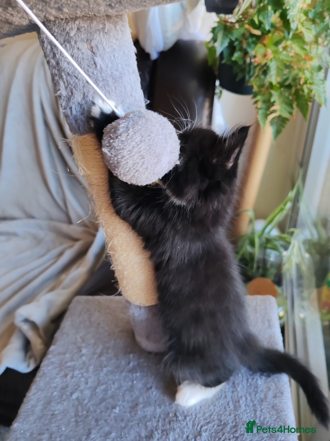 British Longhair cats for sale: British Longhair mix Kittens  - Image 18