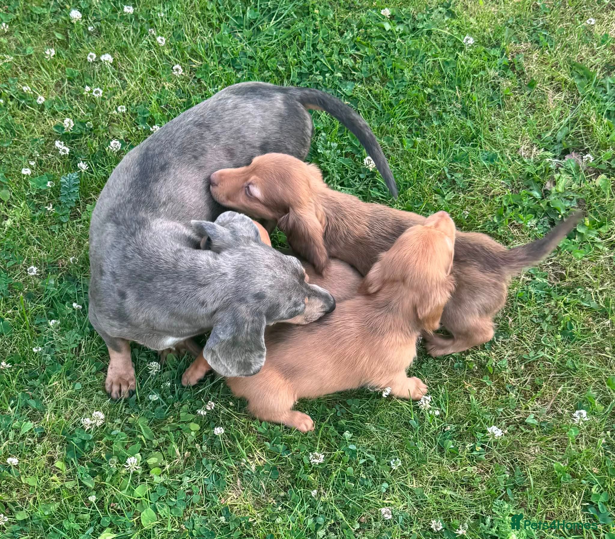 Miniature Dachshund dogs Red long hair miniature daschund puppies - Advert 2