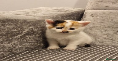 Mixed Breed cats - Advert 6