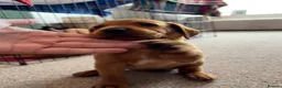 Labrador Retriever dogs for sale: Stunning Fox Red Working Labrador Retriever  in Bolton - Advert 11