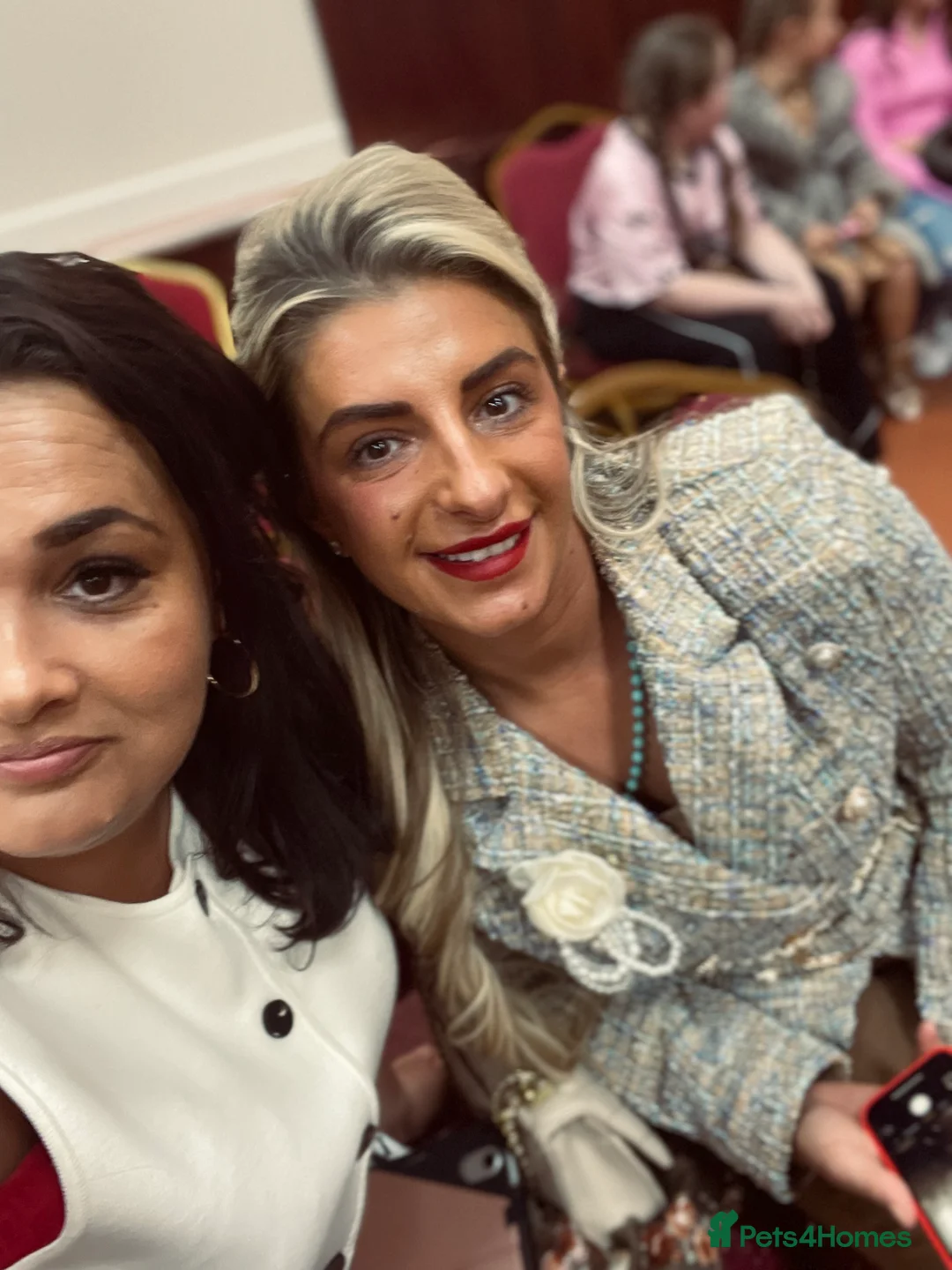 Greyhound dogs for sale: Saluki Greyhound pups  in Wakefield - Advert 6