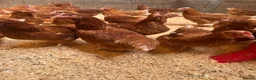 Chickens poultry for sale: Warrens  - Advert 4