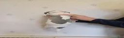 Whippet dogs for sale: Beautiful Pedigree Whippet Puppies  - Advert 10