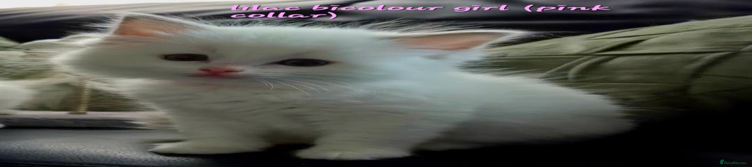Lilac bicolour 