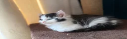 Domestic Shorthair cats for sale: Cute little fluffy kittens for sale  in Birmingham - Advert 16