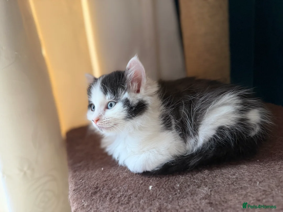 Domestic Shorthair cats for sale: Cute little fluffy kittens for sale  in Birmingham - Advert 16