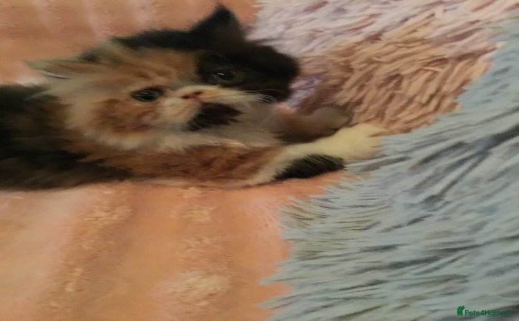 Persian cats - Advert 2