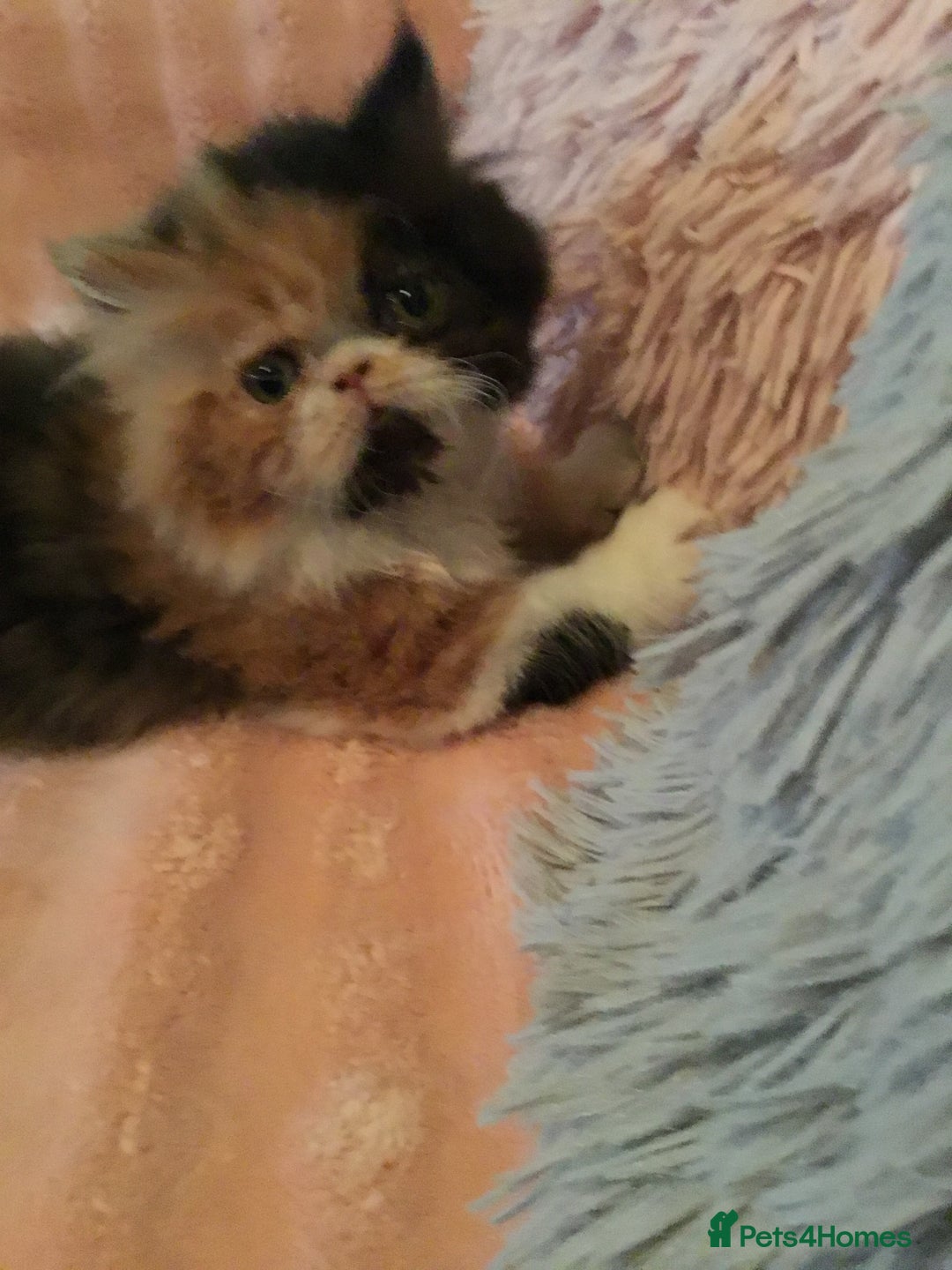 Persian cats for sale: GCCF Registered Persian Female  - Image 1