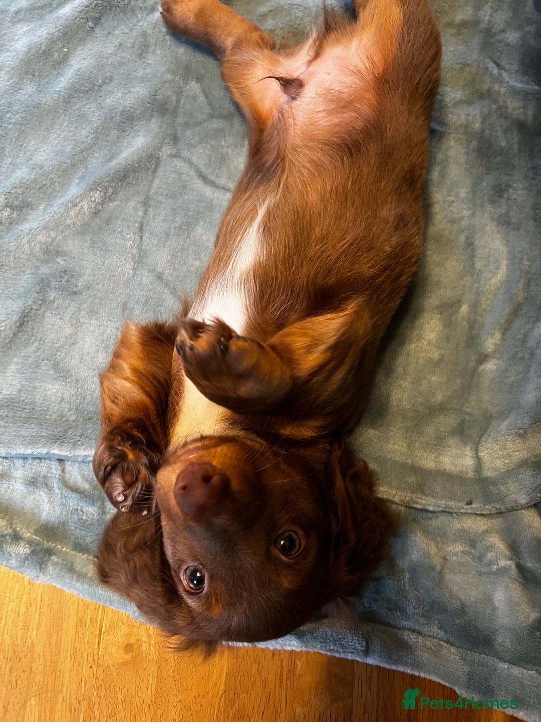 Miniature Dachshund dogs for sale:  KcReg Long Haired Miniature Dachshund Dapper  - Image 7