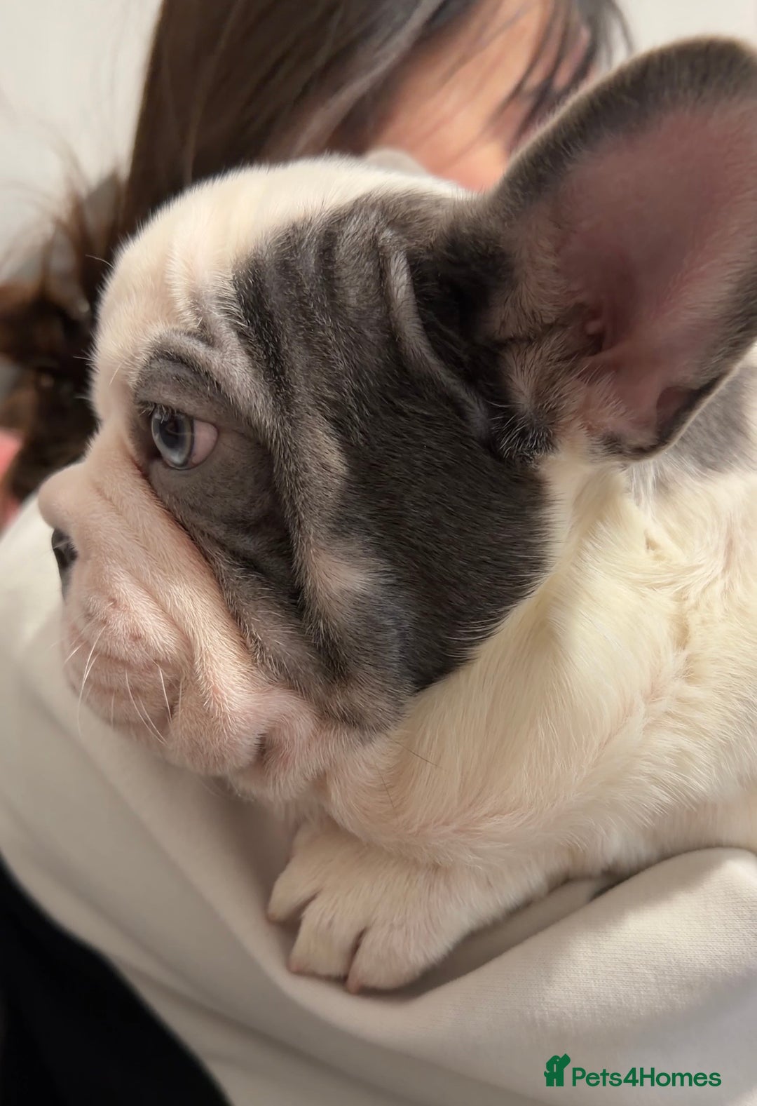 French Bulldog dogs for sale: Bobby - Advert 4