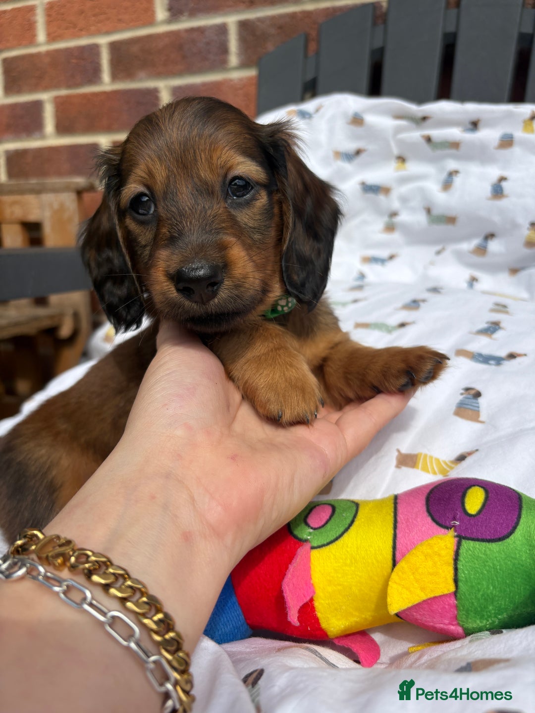 Miniature Dachshund dogs for sale: Amazing Champ Bloodlines Mini Dachshunds ✨ - Image 18