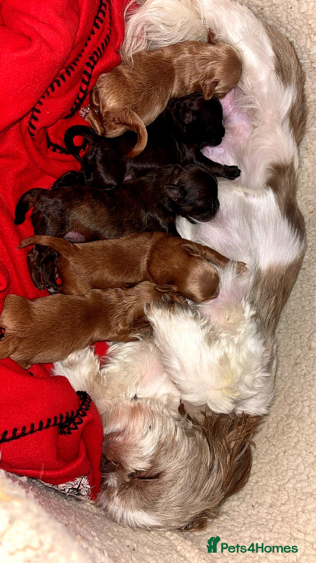 Shihpoo dogs for sale: beautiful Shihpoos looking for their forever homes - Advert 5