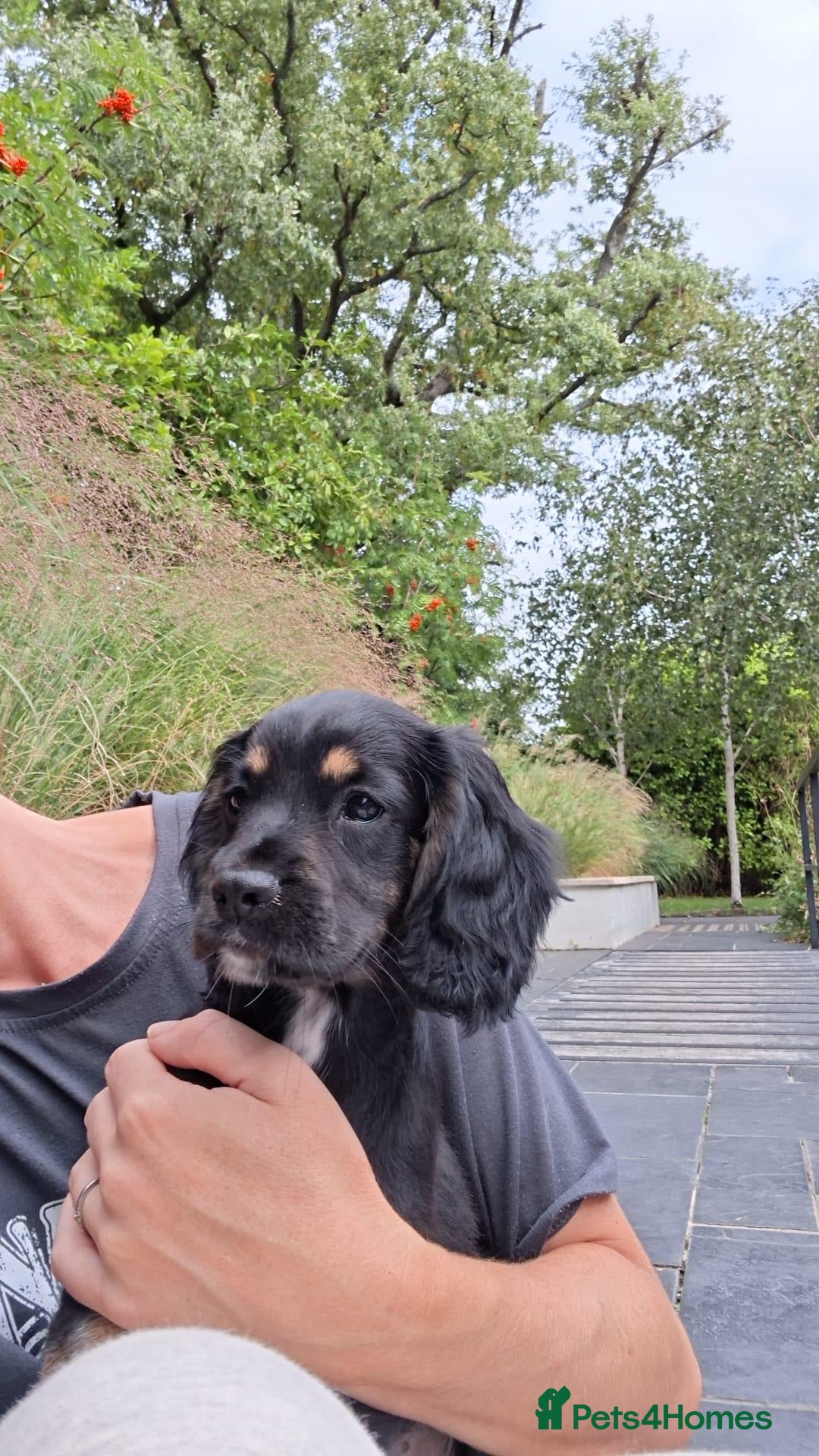 Cocker Spaniel dogs Two Cocker Spaniel Puppies  – Ready 5th Sept - Advert 13