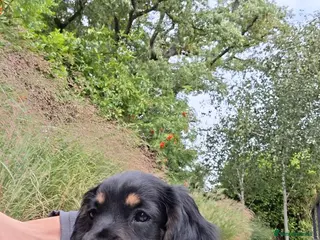 Cocker Spaniel dogs Two Cocker Spaniel Puppies – Ready 5th Sept - Advert 13