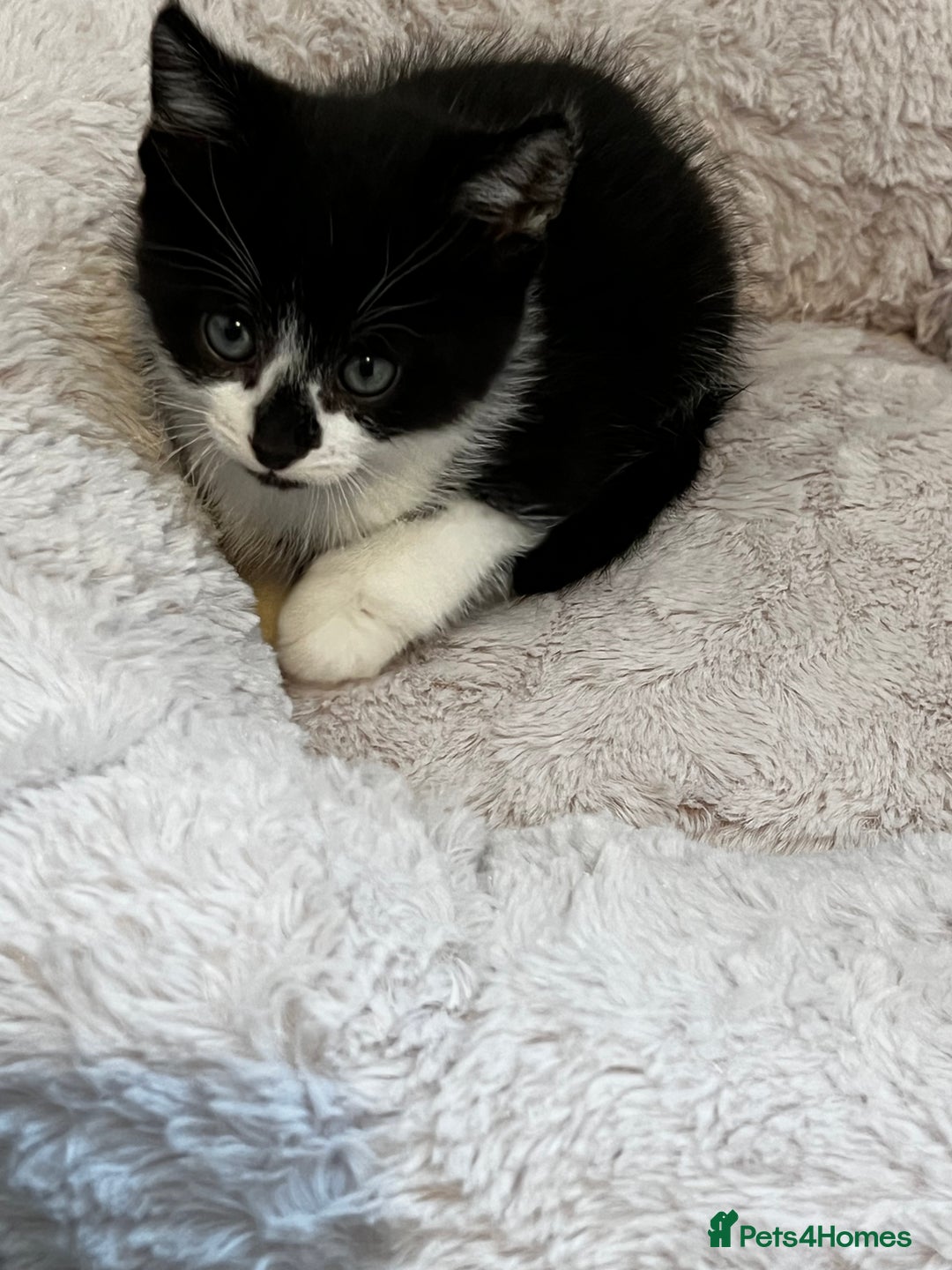 Mixed Breed cats for sale: Fluffy Mixed Breed Kittens For Sale  - Image 14
