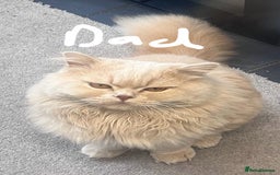 Persian cats for sale: Miss H Walter in Bicester - Image 5