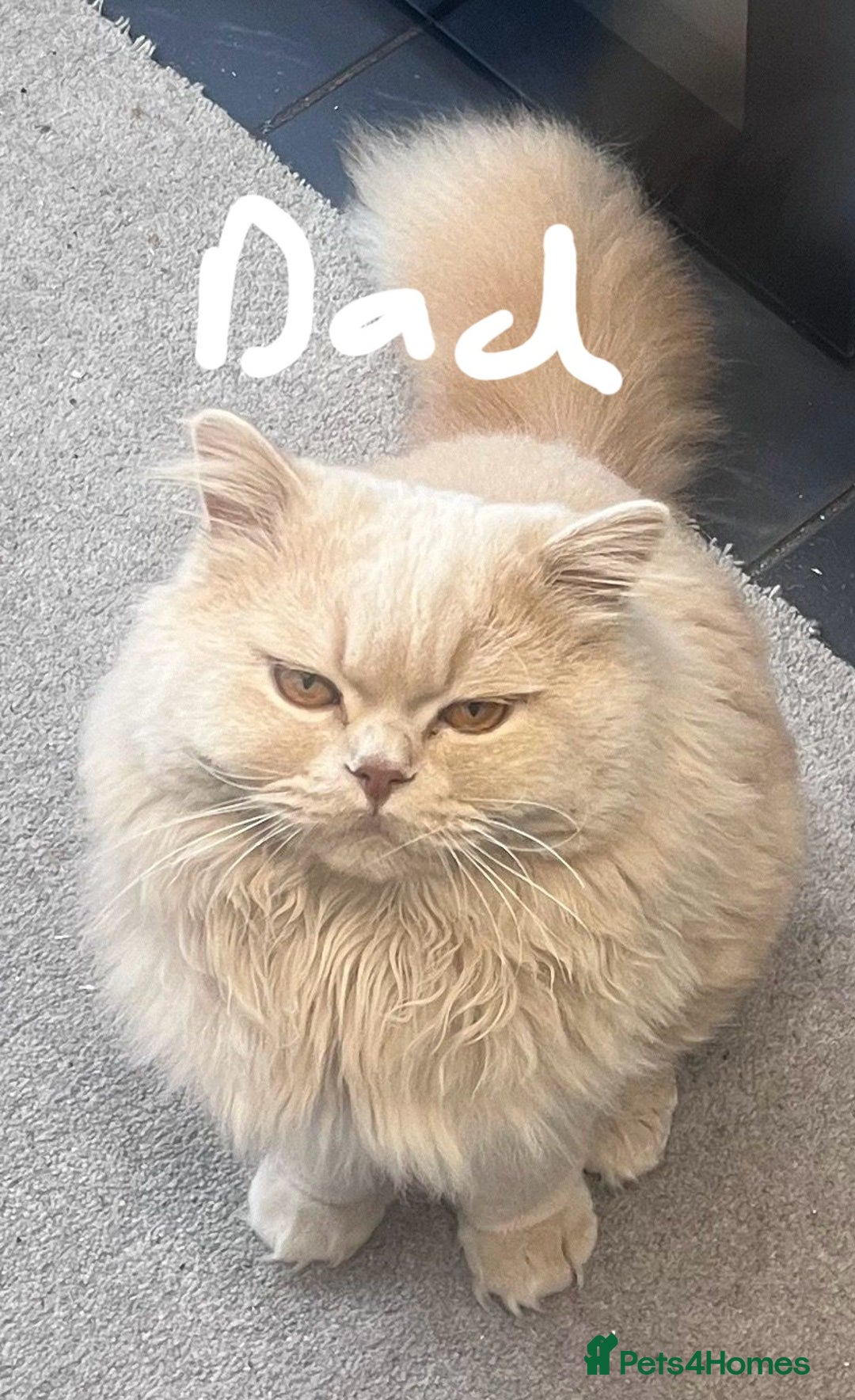 Persian cats for sale: Miss H Walter in Bicester - Image 5