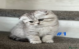 Scottish Fold cats for sale: Adorable Scottish Fold Kittens Ready for New Homes - Image 2