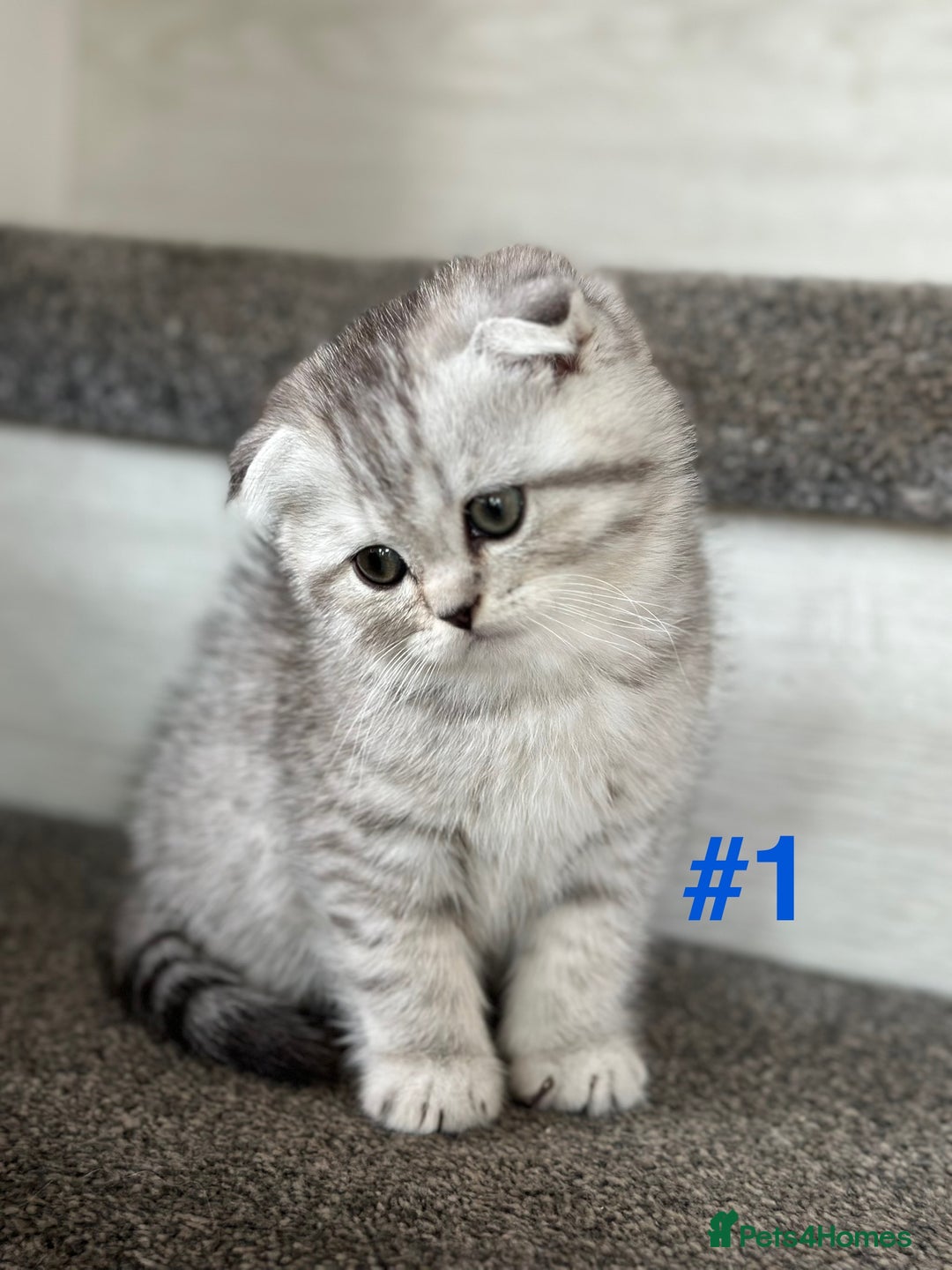 Scottish Fold cats for sale: Adorable Scottish Fold Kittens Ready for New Homes - Image 2