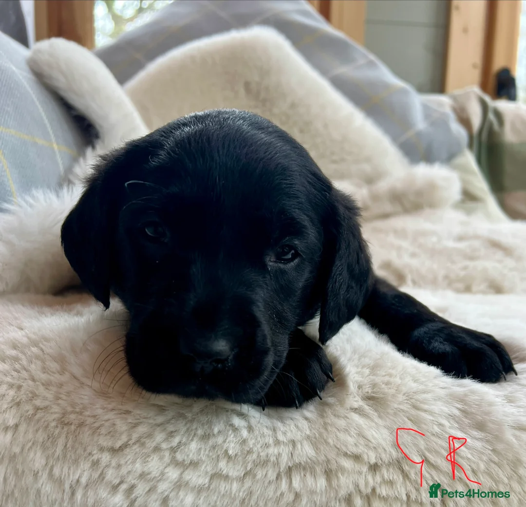 Labrador Retriever dogs for sale: KC black Labradors  - Advert 23