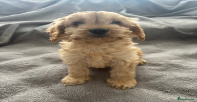 Cockapoo dogs - Advert 3