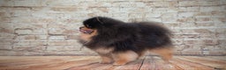 Pomeranian dogs for stud: Pomeranian Gentleman Available for Stud 🐾 - Advert 14