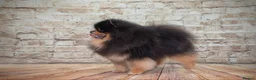 Pomeranian dogs for stud: Pomeranian Gentleman Available for Stud 🐾 - Advert 14
