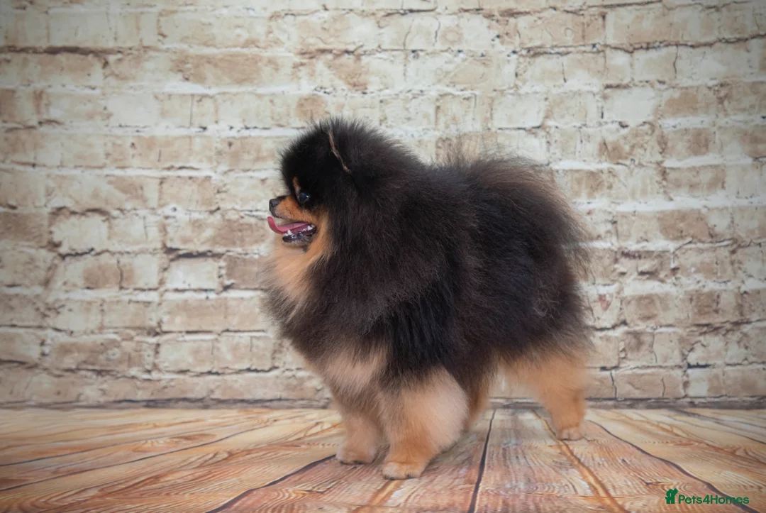 Pomeranian dogs for stud: Pomeranian Gentleman Available for Stud 🐾 - Advert 14