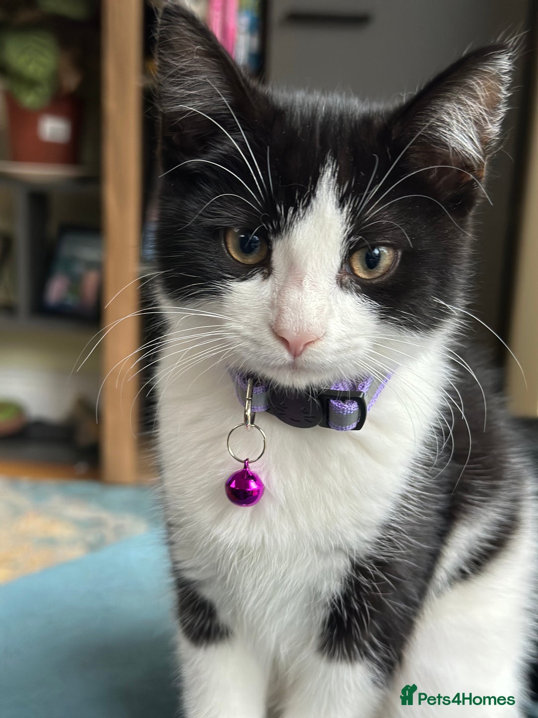 Mixed Breed cats for sale: Beautiful tuxedo kittens  - Image 8