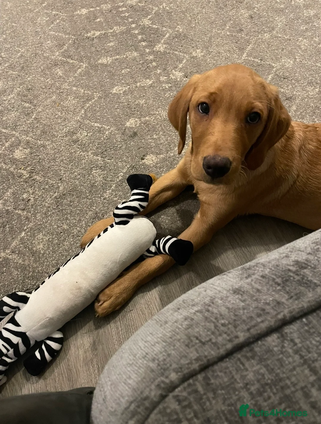 Labrador Retriever dogs for sale: Red fox Labrador  in Attleborough - Advert 4