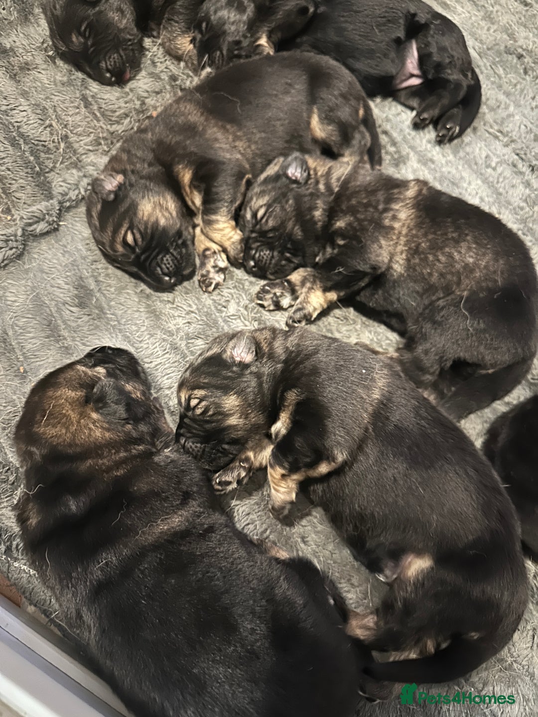 German Shepherd dogs for sale: 8 BEAUTIFUL GERMAN SHEPARD PUPPIES  - Advert 2