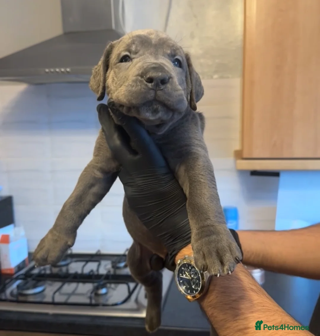 Cane Corso dogs for sale: Pure Blue Cane Corso puppies for sale - Advert 27