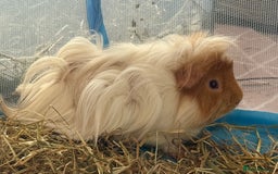 Guinea Pig rodents for sale: 4 month old Guinea Pigs for sale - Image 2