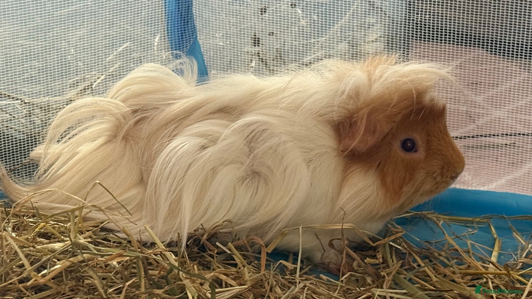 Guinea Pig rodents for sale: 4 month old Guinea Pigs for sale - Image 2
